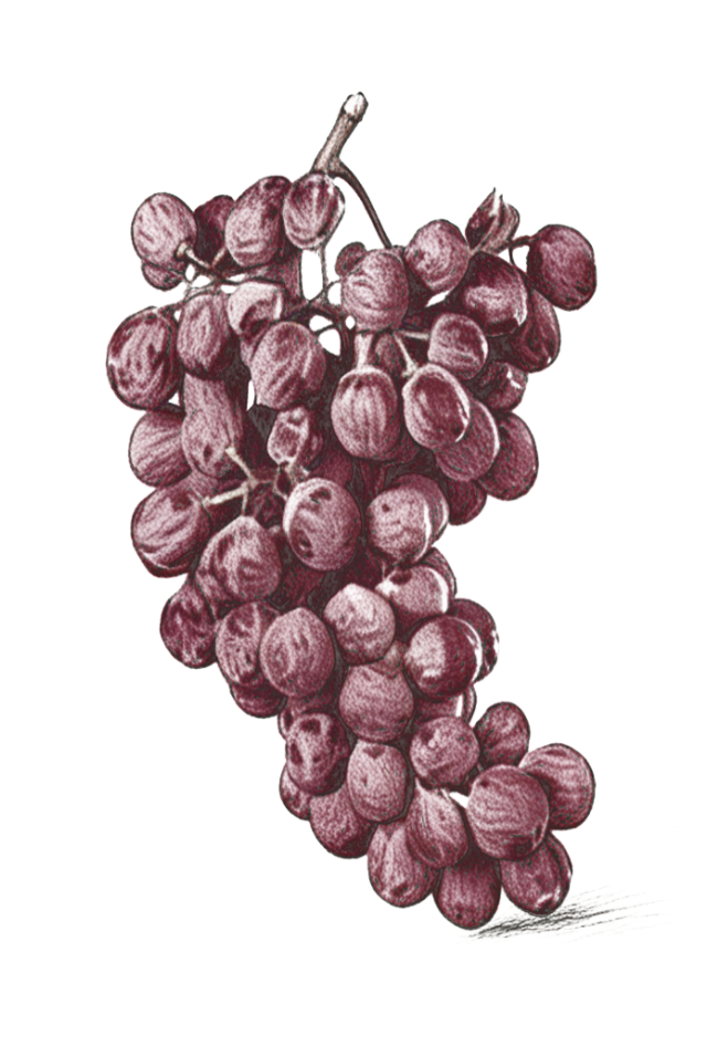 Corvina Veronese