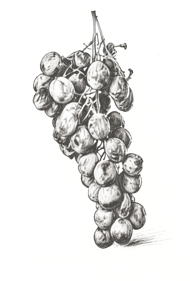 Corvinone