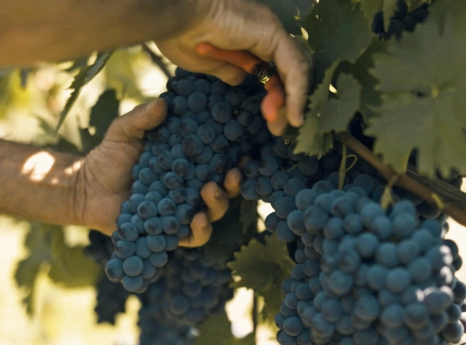 Corteforte Vini